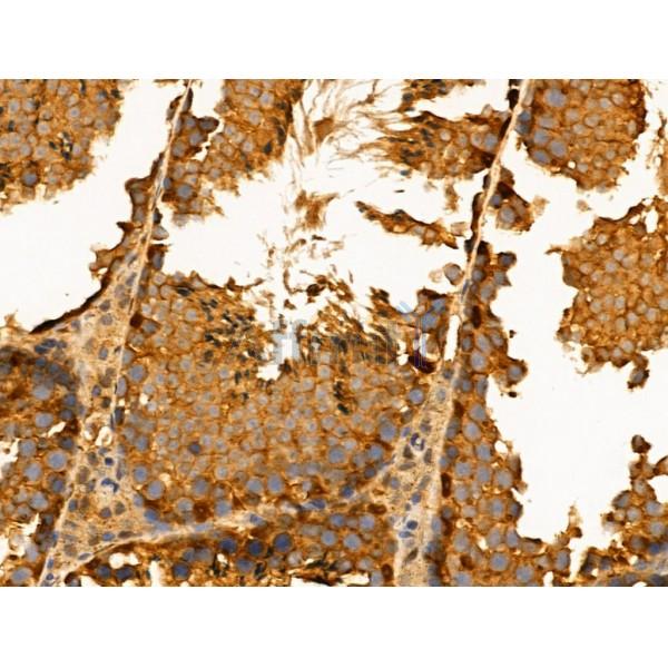 Валидация Affinity AF5339 - 2927