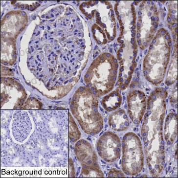 Валидация AntibodySystem RHF81203