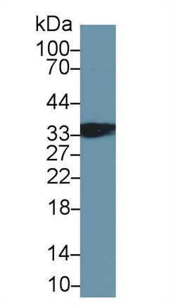 10312