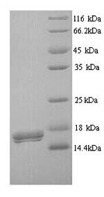 SDS-PAGE