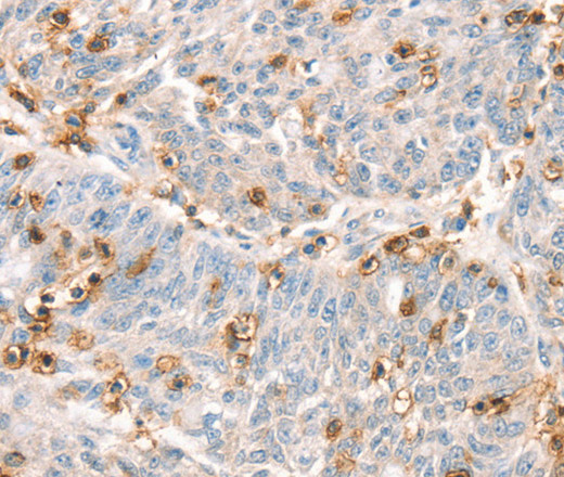 Валидация Elabscience E-AB-14852