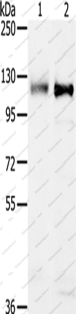 Вестерн-блоттинг, PTPN12, клетки 231 и K562