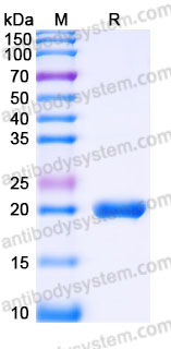 YHC02502, SDS-PAGE