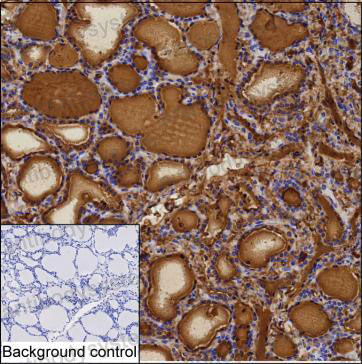 Валидация AntibodySystem RHB93309