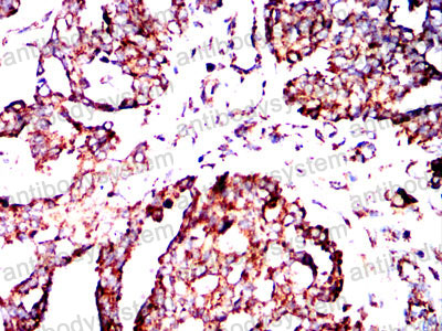 Валидация AntibodySystem RHC33503 (905)