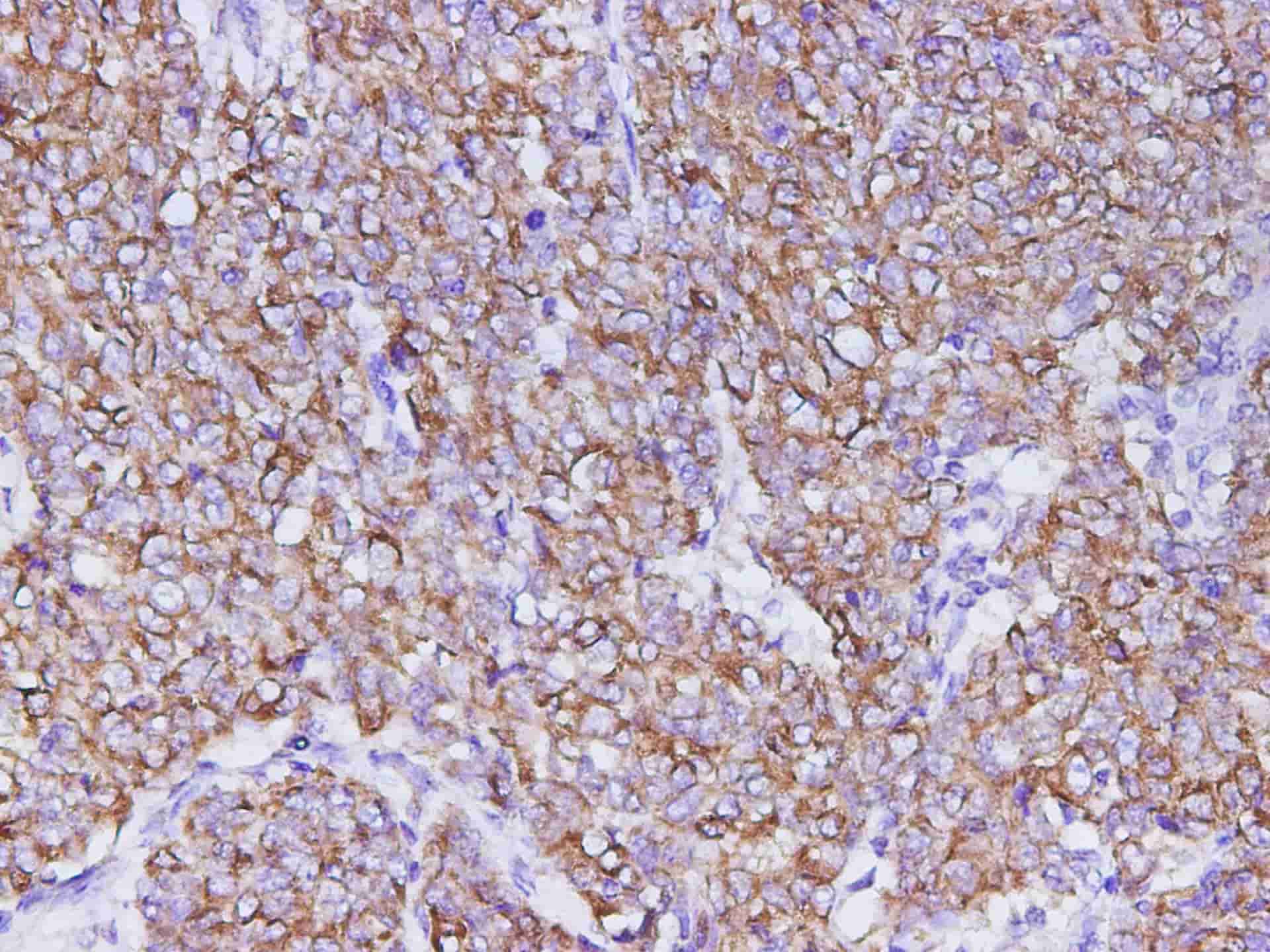 Валидация Elabscience D-AB-10222L