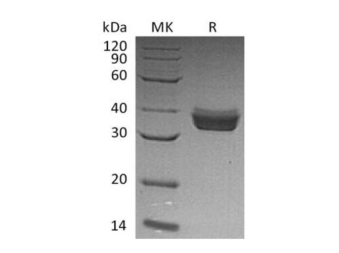 Валидация Elabscience PKSH033303(3636)