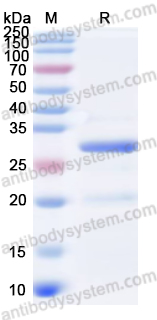 Валидация AntibodySystem YHJ02802