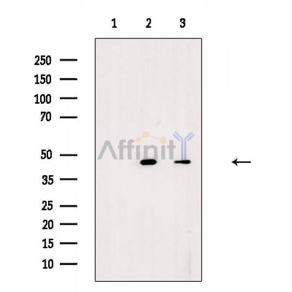 Валидация Affinity DF8907 - 21031