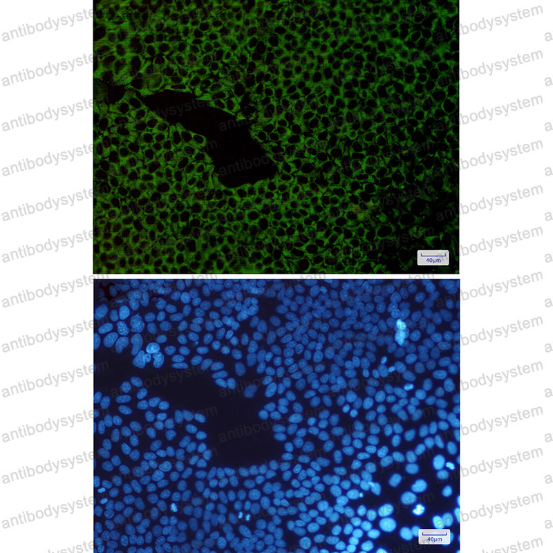 Валидация IF - AntibodySystem RHG47001
