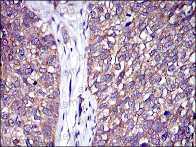 Валидация AntibodySystem RHD53604 (1633)