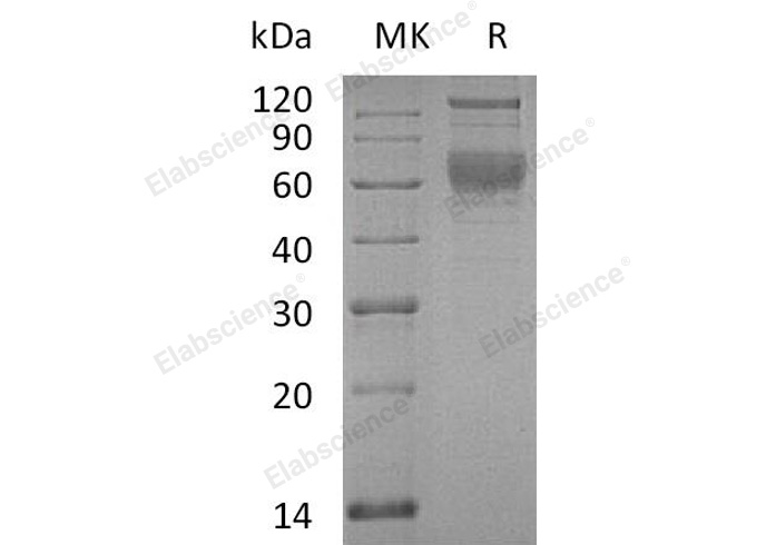 Валидация Elabscience PKSH033033(3412)