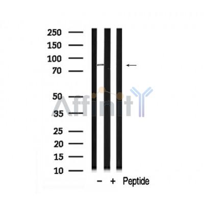Валидация Affinity AF7907 - 4653