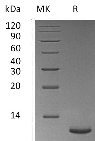 Валидация Elabscience PKSM041267(5163)