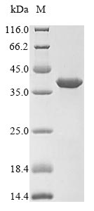 SDS-PAGE