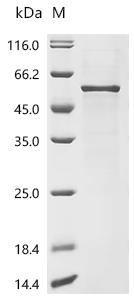 SDS-PAGE