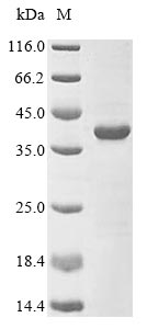 SDS-PAGE