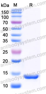 AMB94402, SDS-PAGE
