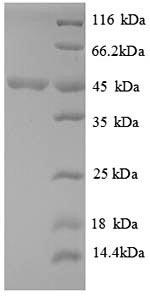 SDS-PAGE
