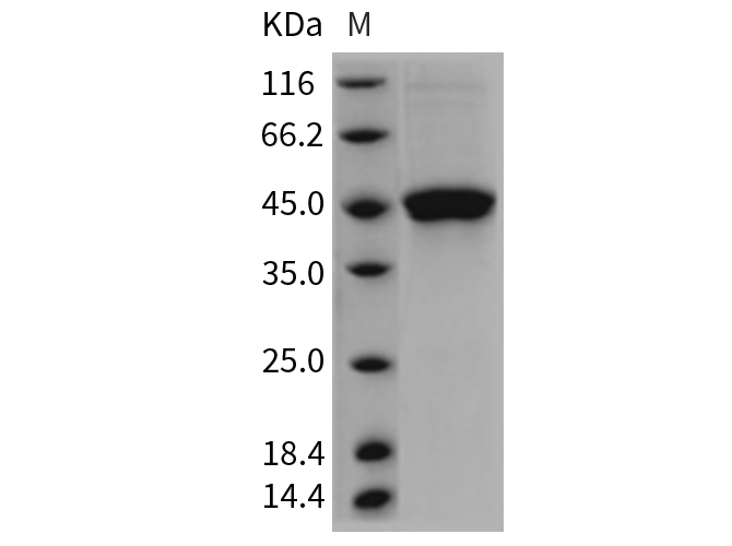 Валидация Elabscience PKSR030328(5671)