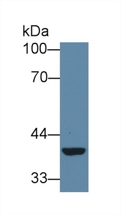 12836