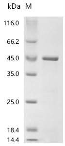 SDS-PAGE