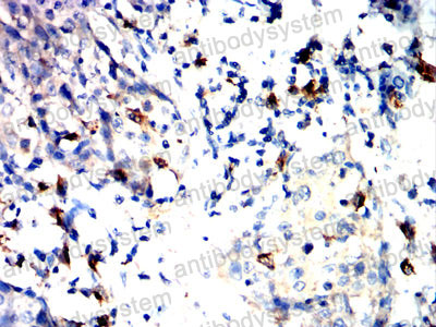 Валидация AntibodySystem RHJ51002