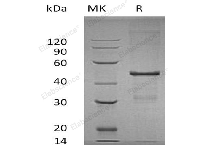 Валидация Elabscience PKSH032739(3166)