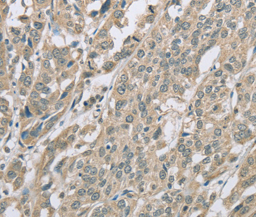 Валидация Elabscience E-AB-11177