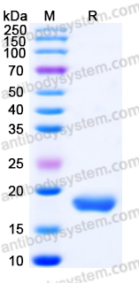 AHJ41203, SDS-PAGE