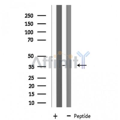 Валидация Affinity DF4136 - 15437