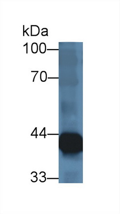 12833