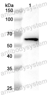 Валидация AntibodySystem PHB63301