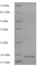 SDS-PAGE