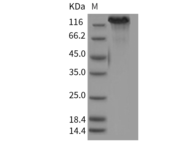 Валидация Elabscience PKSM040332(4336)