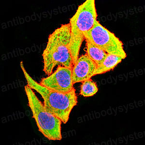 Валидация IF - AntibodySystem RHJ28001