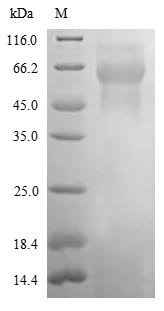 SDS-PAGE