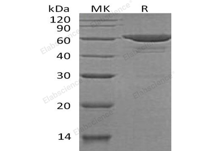 Валидация Elabscience PKSH033082(3450)