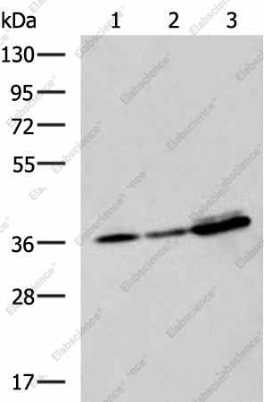 Вестерн-блоттинг, EEF1D, клетки A549, A172 и HepG2
