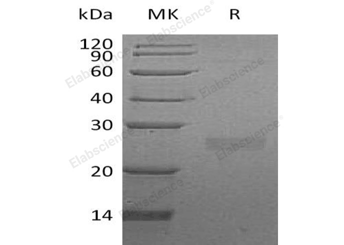 Валидация Elabscience PKSH032963(3354)