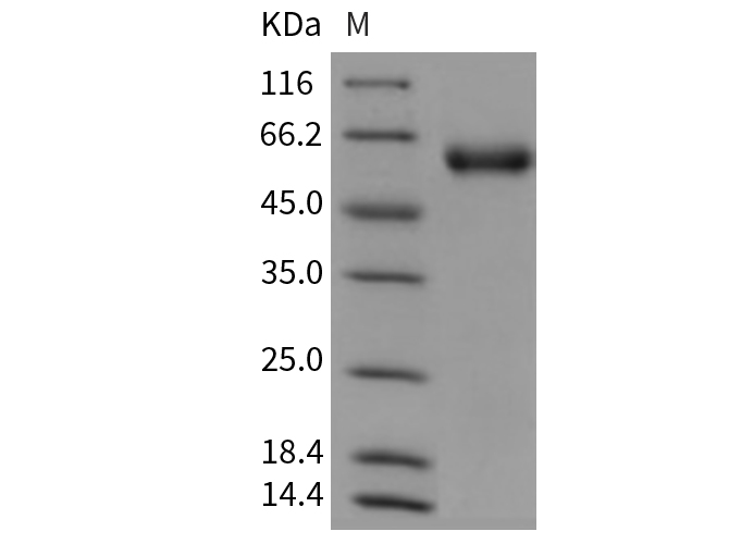 Валидация Elabscience PKSM040726(4702)