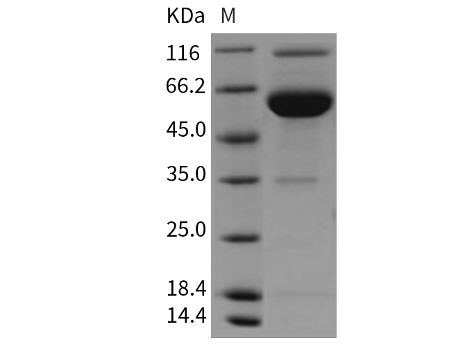 Валидация Elabscience PKSR030296(5642)