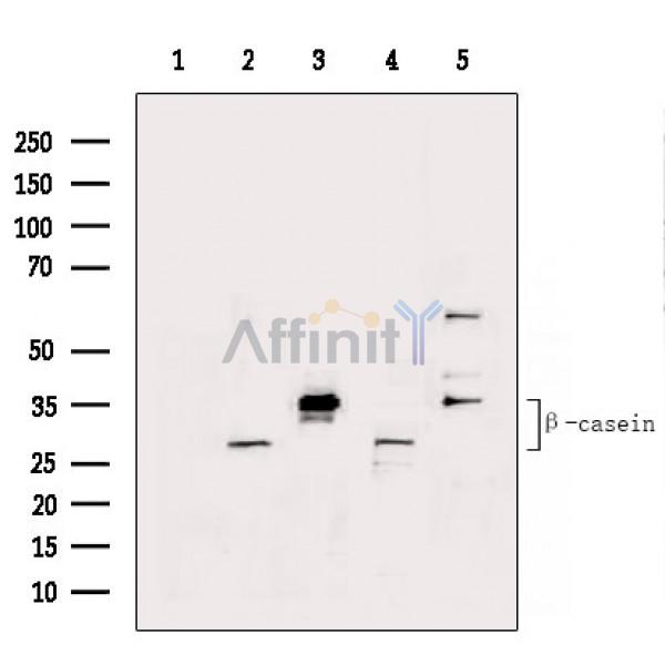 Валидация Affinity DF14241 - 10089