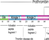 Prothrombin Fragment 1+2 (F1+2)
