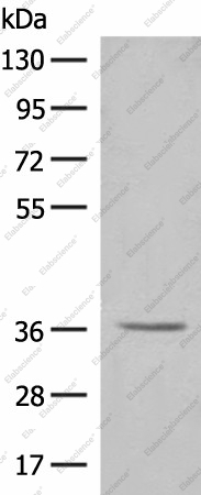 Вестерн-блоттинг, LGALS4, клетки HT-29