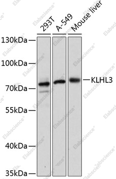Вестерн-блоттинг, KLHL3, различные клеточные линии