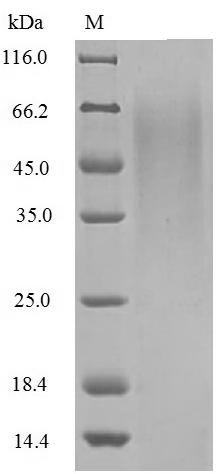 SDS-PAGE