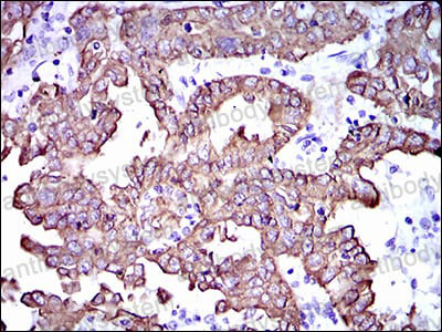 Валидация AntibodySystem RHC99507 (1260)