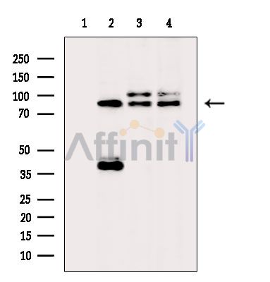 Валидация Affinity DF3865 - 15009