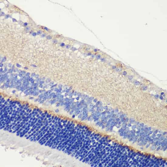 Валидация Elabscience E-AB-66007